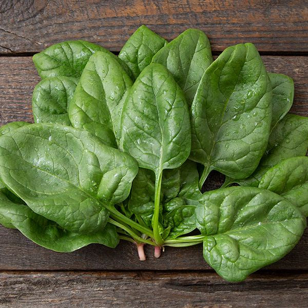 Spinach, Fog Town Farm