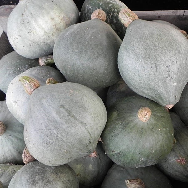 Squash, Baby Blue Hubbard (Organic)