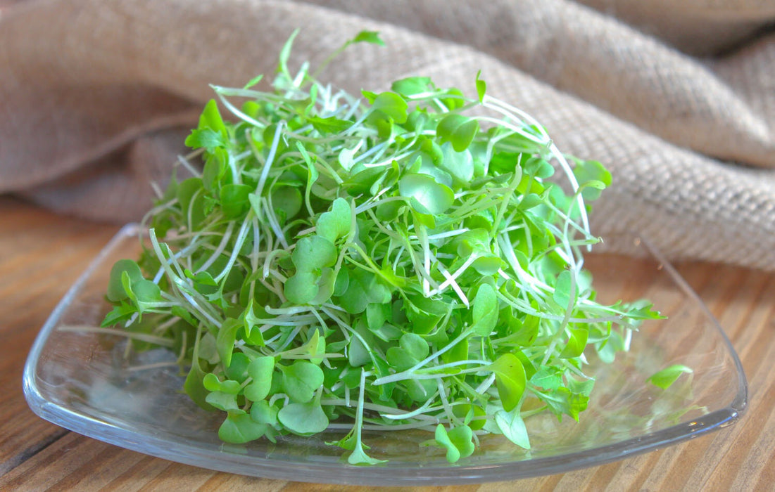 Microgreens: Basil