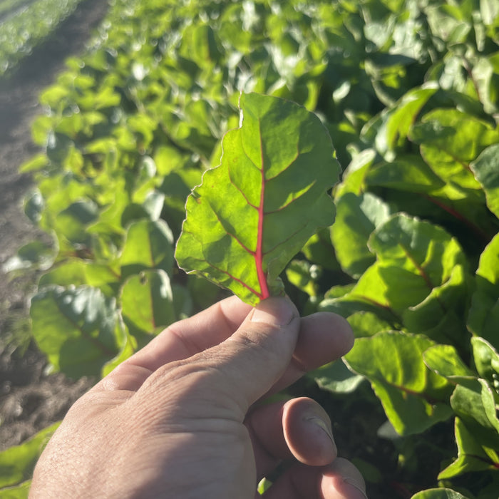 Salad Greens: Baby Chard