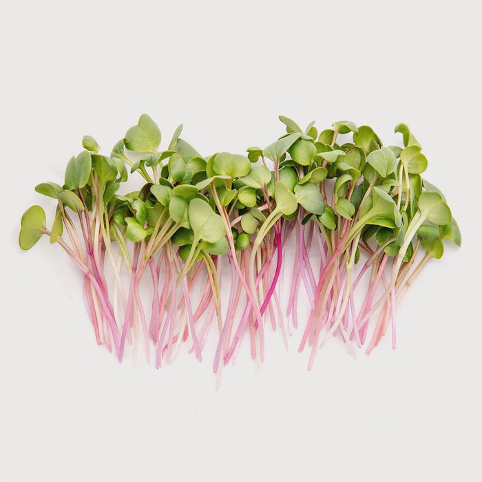 Microgreens: Rainbow Blend