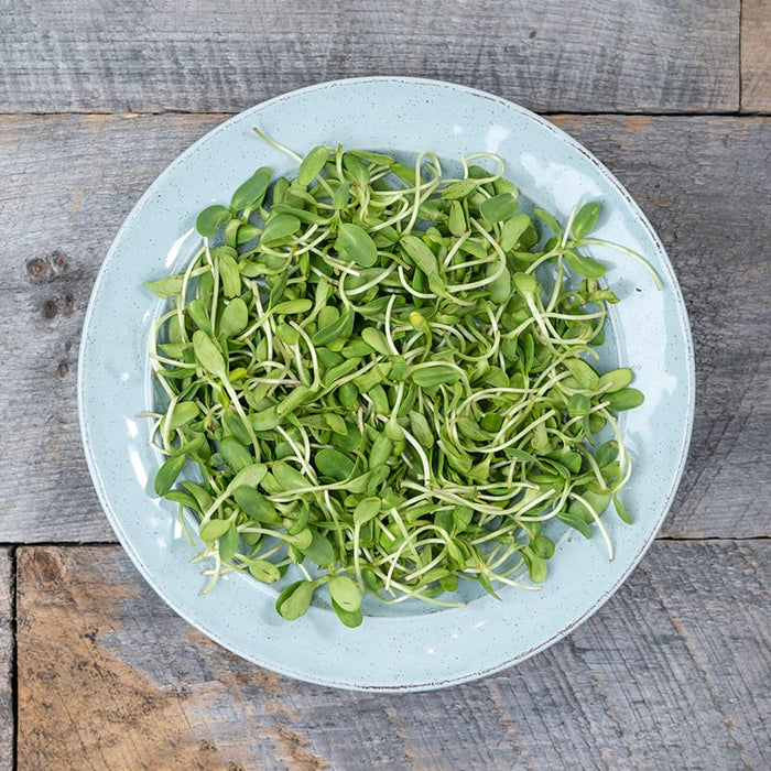 Microgreens: Sunflower