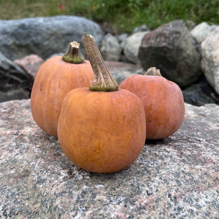 Squash, Lodi (by Weight)