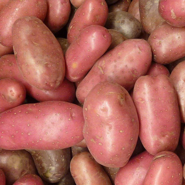 Potatoes, Red Norland (New Crop)