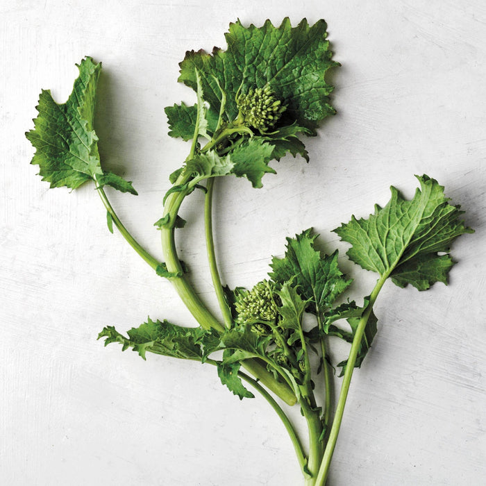 Broccoli Rabe (Rapini)