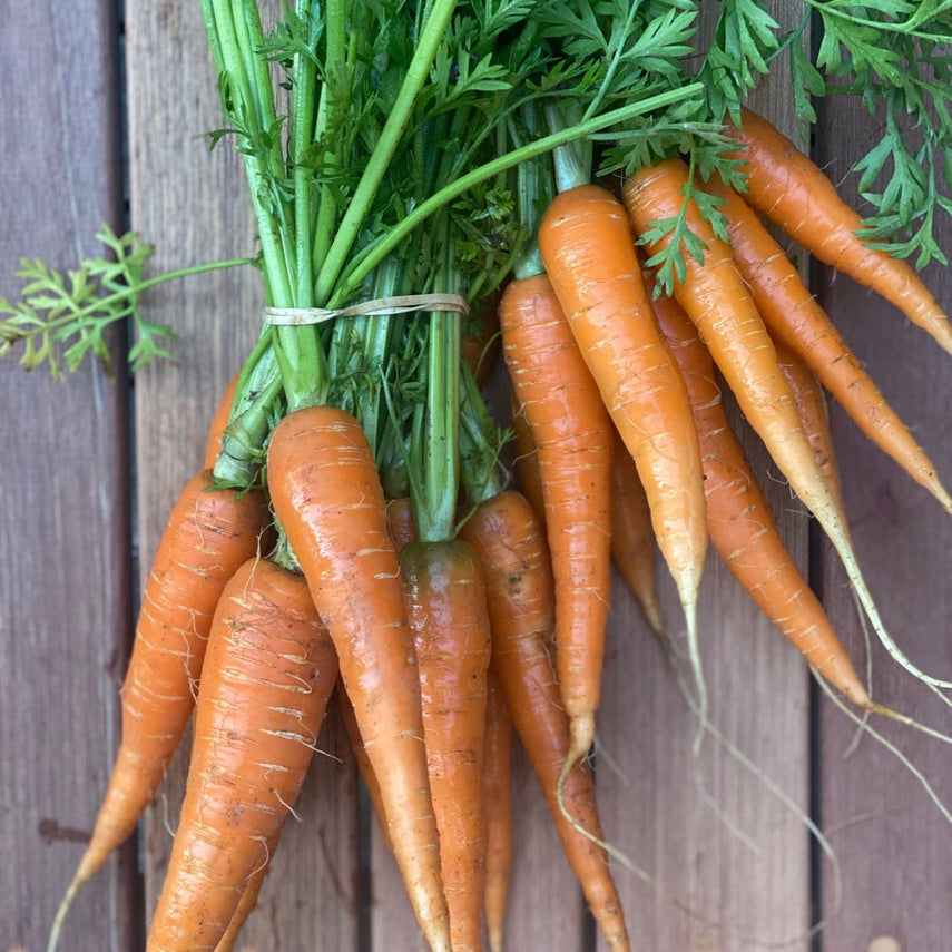 Carrots, Orange - Washashore