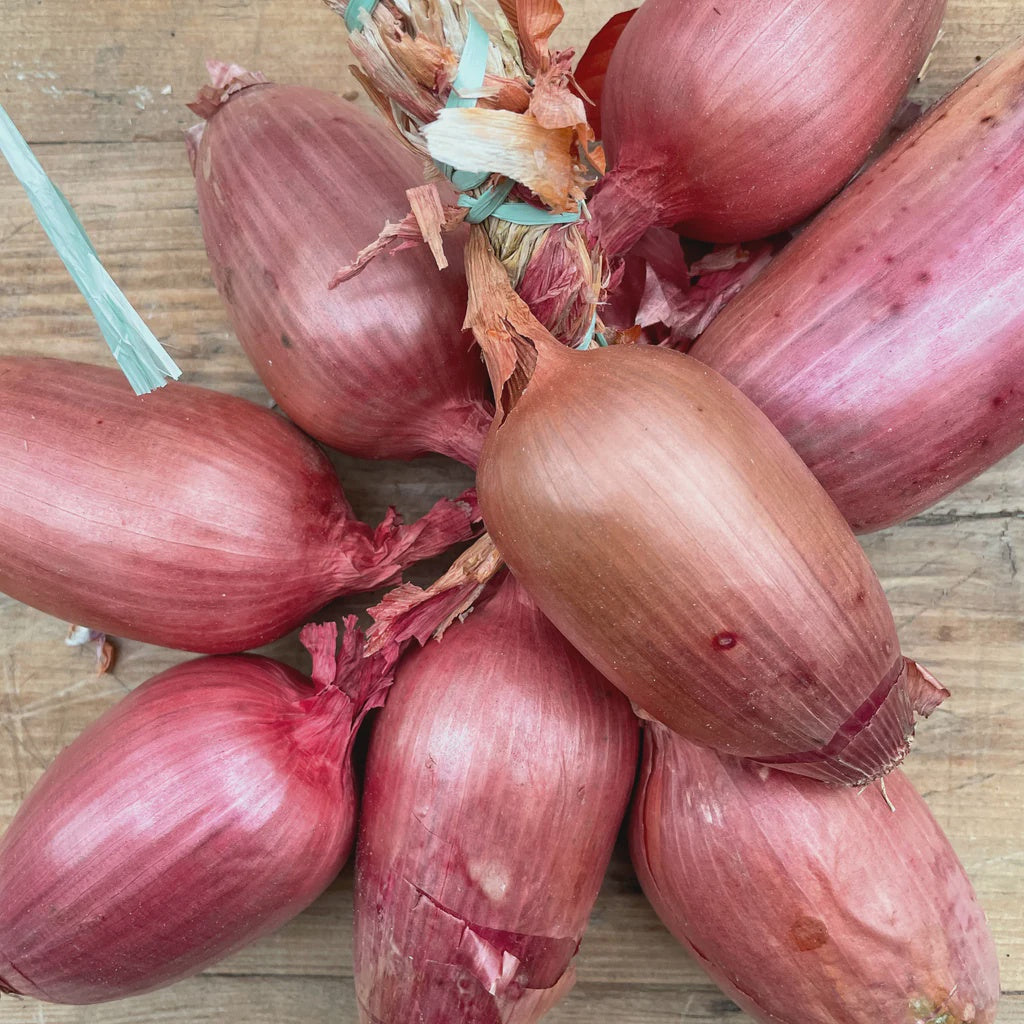Onion, Tropea (Loose)