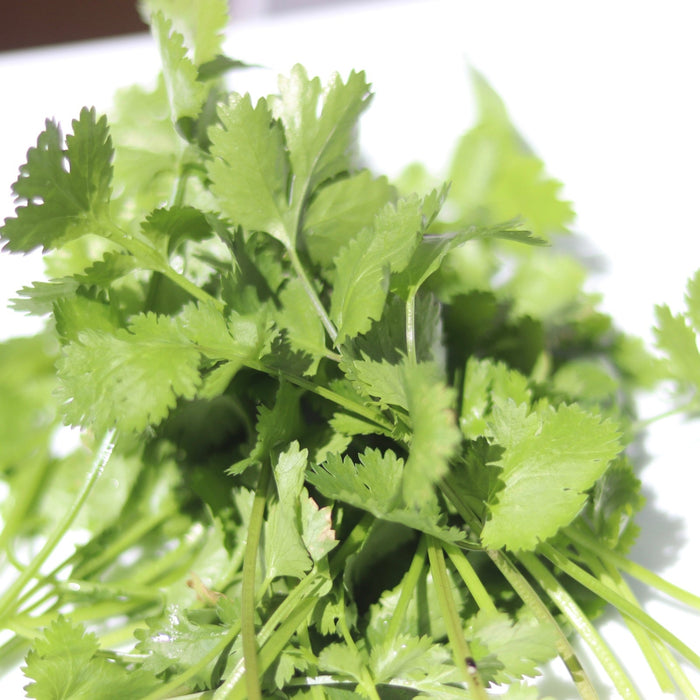 Cilantro (Organic)