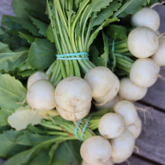 Hakurei Turnips (Island Grown)