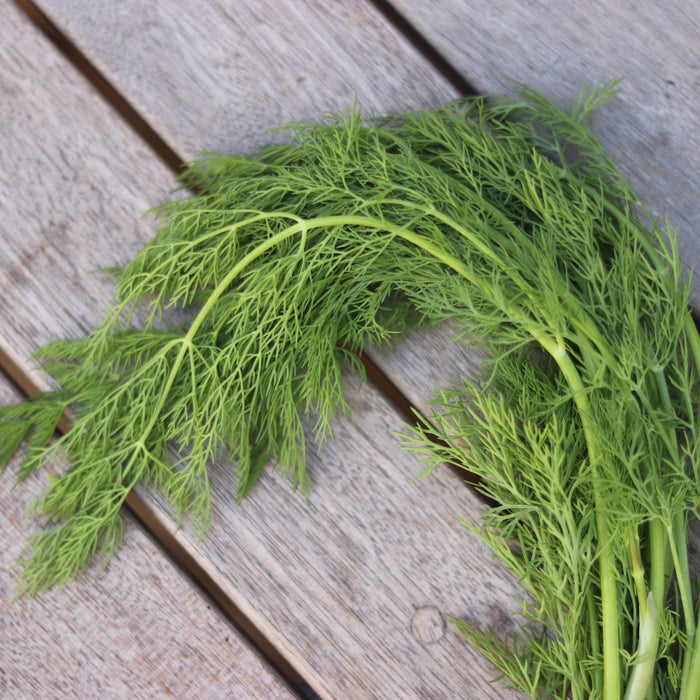 Dill (Organic)