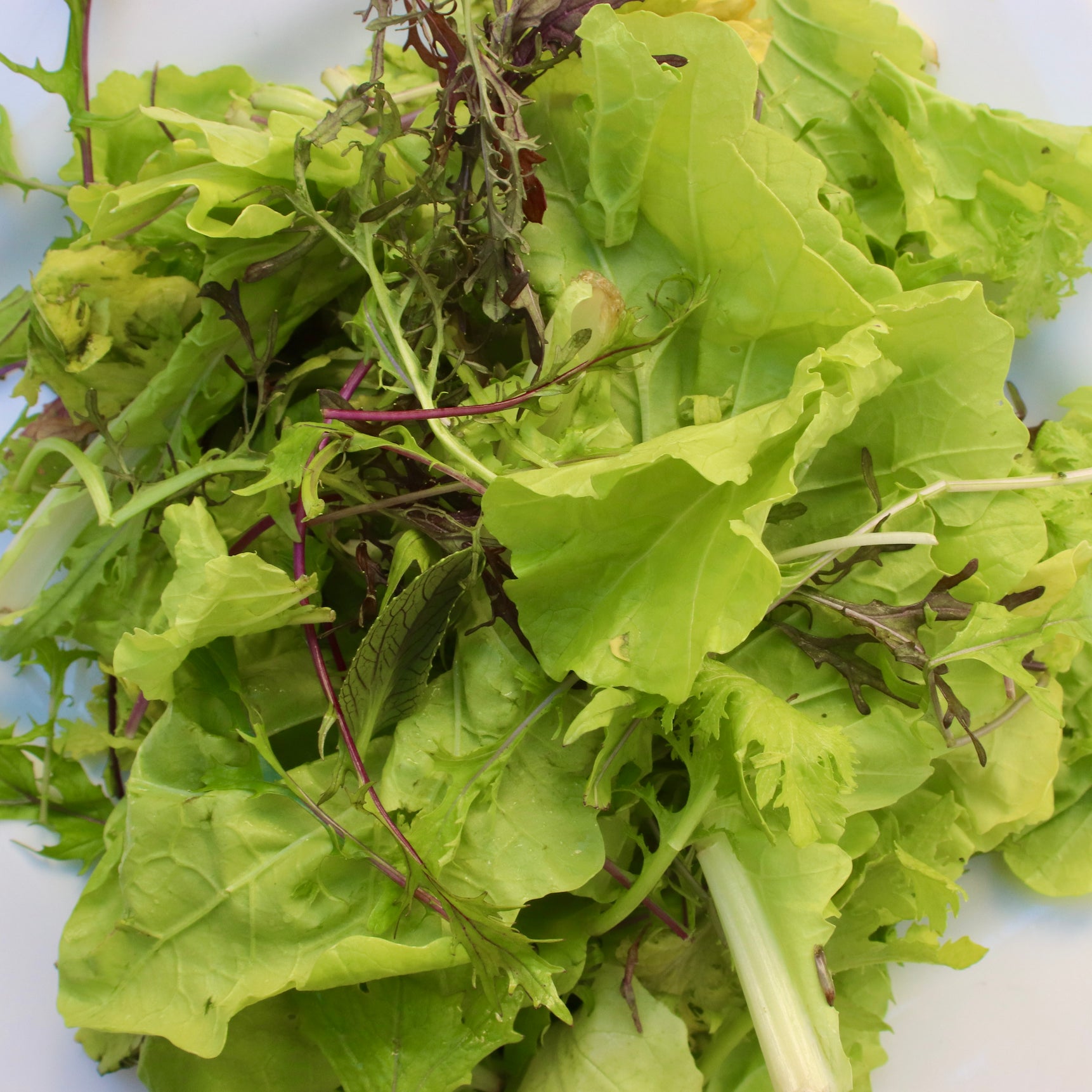 Salad Greens: Spicy Mustards