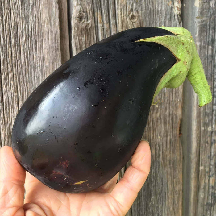 Eggplant, Italian  (by Weight)