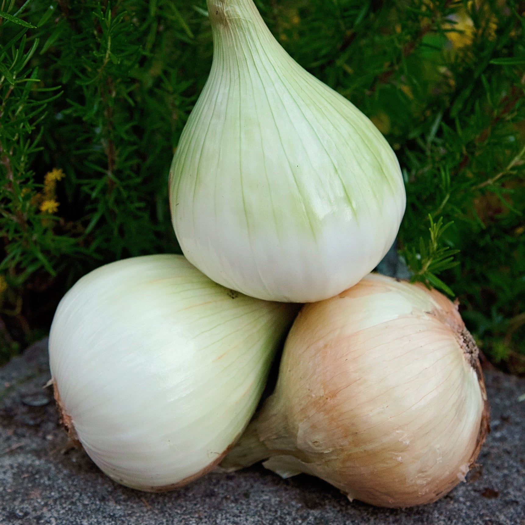 Onions, Walla Walla