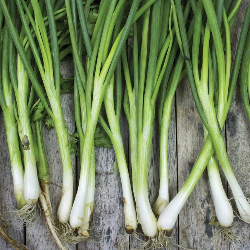 Negi / Bunching Onions
