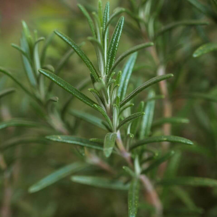 Rosemary