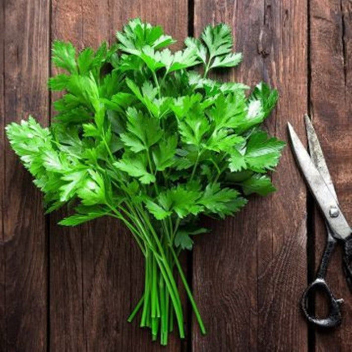 Parsley