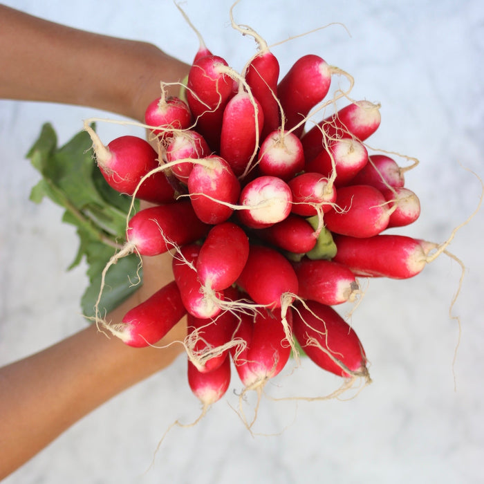 Radishes, French Breakfast (Island Grown)