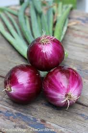 Onions , Red