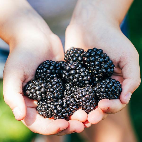Blackberries (half-pint)