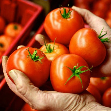 Tomatoes, Red (Organic)